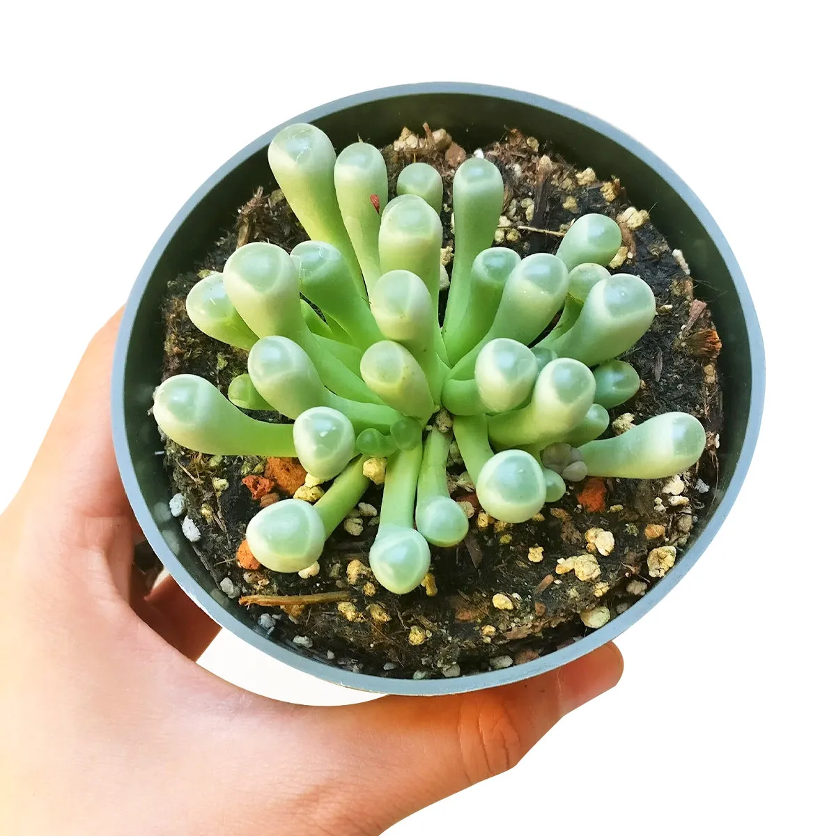 Baby Toes Fenestraria